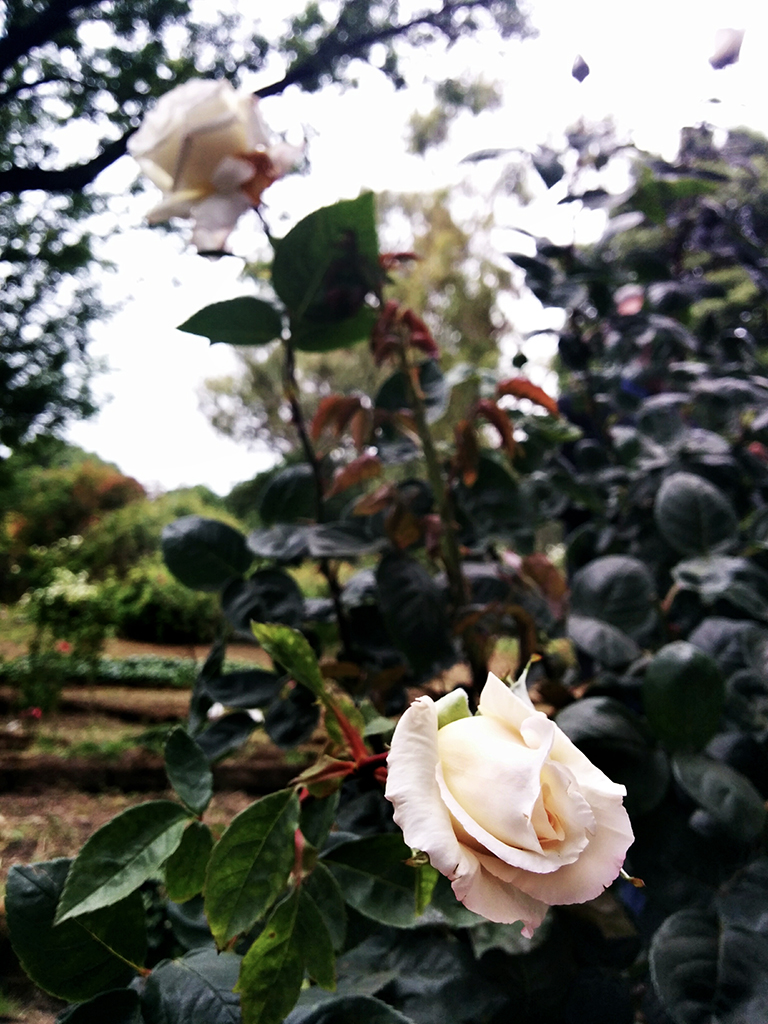 La rosa Ilaria Alpi